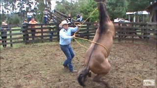 Doma Racional Cavalo Xucro no Paraná [upl. by Klarika]