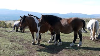 VUK JE OPAKA ZVIJER KOJU NI PLINSKIM TOPOM NE MOGU RASTJERATI [upl. by Ecneps]