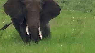 Baby Elephants Serengeti National Park just amazed us Home to large population of African elephants [upl. by Bushey]