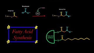 Fatty Acid Synthesis EVERYTHING YOU NEED TO KNOW MCAT BIOCHEMISTRY Map of Metabolism [upl. by Ocsinarf906]