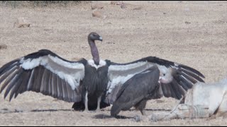 BIRDS OF THE INDIAN THAR DESERT [upl. by Nahama]