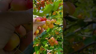 Crabapple harvesting fruits crabapple harvesting fruit fruitsplants shorts youtubeshorts [upl. by Publia]