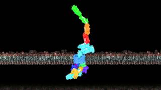 Pilus biogenesis at the outer membrane of Gramnegative bacteria [upl. by Arny]