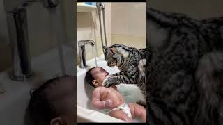 Cat bathes baby [upl. by Bram]