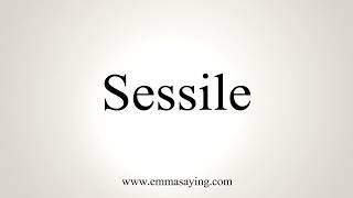 How To Pronounce Sessile [upl. by Levina892]