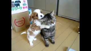 Cavalier king charles puppy vs cat [upl. by Corwun]