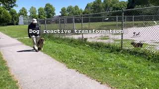 Reactive dog training transformation  Perfect Companion K9 [upl. by Meesaw]