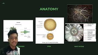 AGR499 Morphology Anatomy Photosynthesis and Phenology of Oil Palm [upl. by Llerad]