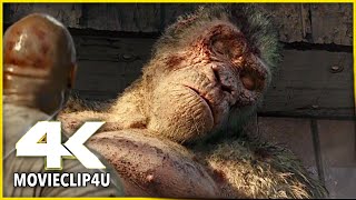 Rampage 2018  George Pretending to be Dead  Final Scene  MᴏᴠɪᴇCʟɪᴘ4ᴜ 〚HD〛 [upl. by Nwhas757]