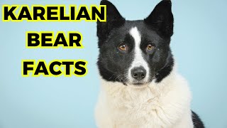 Karelian Bear Dog  Top 10 Facts You must Know [upl. by Demona55]