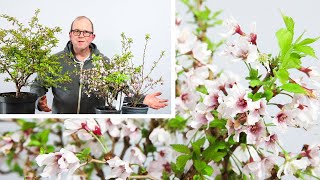 Kojo No Mai flowering cherry bonsai  Styling and Root work [upl. by Htebazileyram]