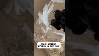 Four Kittens in the Box cat box Four [upl. by Oilicec]