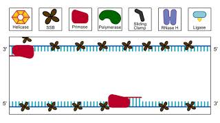 The Lagging Strand in DNA Replication and Replication in Action [upl. by Higgins]