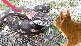 PYTHON WALKS ON LEASH Grabs and Eats a Wild Squirrel [upl. by Garceau]