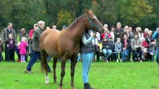 Paardenkamp Soest  Compilatie HD [upl. by Steady]