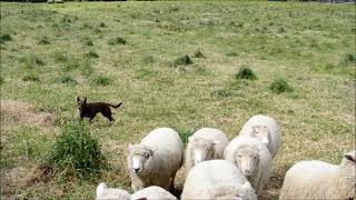 Red kelpie herding sheep [upl. by Byrne]