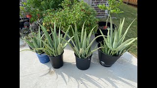 Aloe Barbadensis Miller Stockton Giveaway CLOSED [upl. by Atterual176]