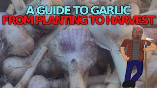 GARLIC Planting to Harvest A complete guide riverbearaquaponics garden garlic [upl. by Lenora]