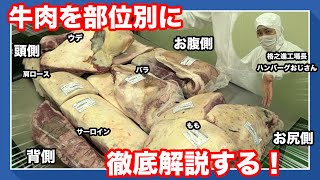 【これであなたもお肉マイスター】半身の牛から部位別牛肉徹底解説！ [upl. by Janelle]