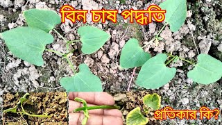 বিন চাষ পদ্ধতি  অগ্ৰিম বিন চাষের প্রাথমিক পরিচর্যা  Ami Krishak Bandhu [upl. by Bunni]