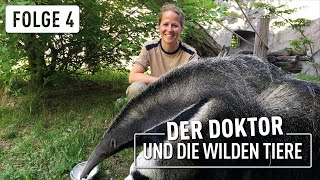 Ameisenbär Falin und die Freundschaft  Der Doktor und die wilden Tiere  46 [upl. by Ishmul]