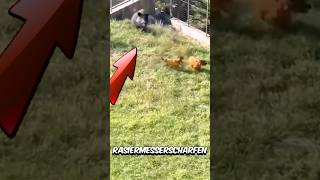 Cane Corso vs Warzenschwein – Kann der Cane Corso gewinnen 😱 [upl. by Feil364]