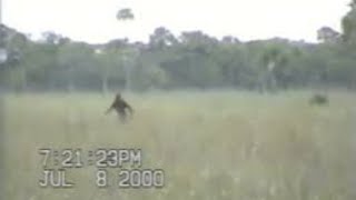 Dave Shealys Astonishing Skunk Ape Footage Proof of the Elusive Creature [upl. by Cowen]