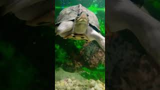 Turtle aquarium bollywood song newsong music tseries trendingvideo [upl. by Trainor484]