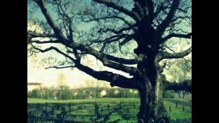 Student Tours Scotland STS 231  Darnley Sycamore TreeAVI [upl. by Arnaud793]