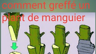 comment greffé un plant de manguier [upl. by Jeffries577]