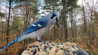 Titmice Blue Jays RedBellied Woodpecker [upl. by Lewin663]