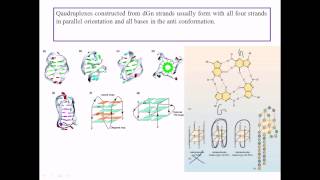 Quadruplex DNA [upl. by Schmitz534]