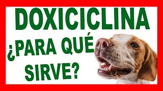 DOXICICLINA PARA PERROS El Antibiótico Que Tu Mascota Podría Necesitar [upl. by Keffer703]