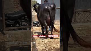 shortvideo shortfeed 20 liter milk buffalo for sale [upl. by Lois]