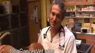 dog cancer biopsy preparation [upl. by Selfridge]