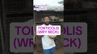 TORTICOLIS WRY NECK AND TREATMENT PoultrySetup [upl. by Seko]