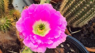 lady finger cactus Echinocereus pentalophus in bloom [upl. by Skier]