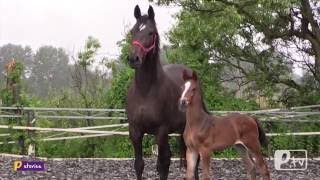 Paardenartsnl  Stories adoptie van moederloos veulen Lots of Luck AS door een pleegmerrie [upl. by Trescott]