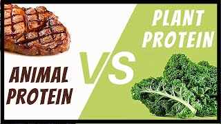 Protein Quality  Animal v Plant PDCAAS DIAAS [upl. by Levona]