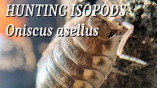 Hunting Isopods  Oniscus asellus [upl. by Sinegold]