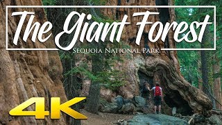 The Giant Forest 4K  Sequoia National Park [upl. by Mulry]