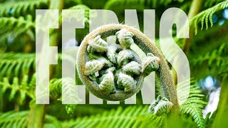 Ferns  Fern Plants Full Documentary  Amazing Facts about Ferns [upl. by Anitsuj593]