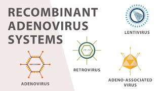 2 Cell Culture  Recombinant Adenovirus Expression System [upl. by Sheline735]