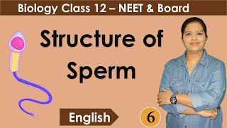 Structure of a Spermatozoon  NCERT Class 12 Biology [upl. by Bremen]