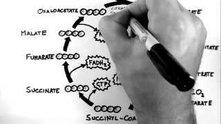 Cellular Respiration 3  TCA Cycle Krebs Cycle [upl. by Boys]