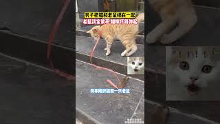 男子把猫和老鼠绑在一起，老鼠淡定装死，结果猫咪吓到瘫倒 萌宠 搞笑 宠物生活 [upl. by Vaughan]