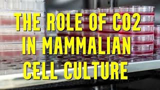 The Crucial Role of CO2 in Mammalian Cell Culture [upl. by Adrianne419]