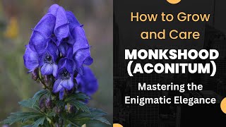 Mastering the Enigmatic Elegance How to Grow and Care for Monkshood Aconitum [upl. by Anohr236]