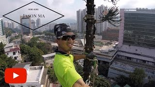 HongKong Tree work  Over 25m Araucaria Removal  Rigging  Hong Kong [upl. by Ater277]