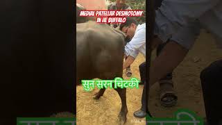 Medial patellar Desmotomy l MPD l Dr Umar Khan [upl. by Euqinitram]